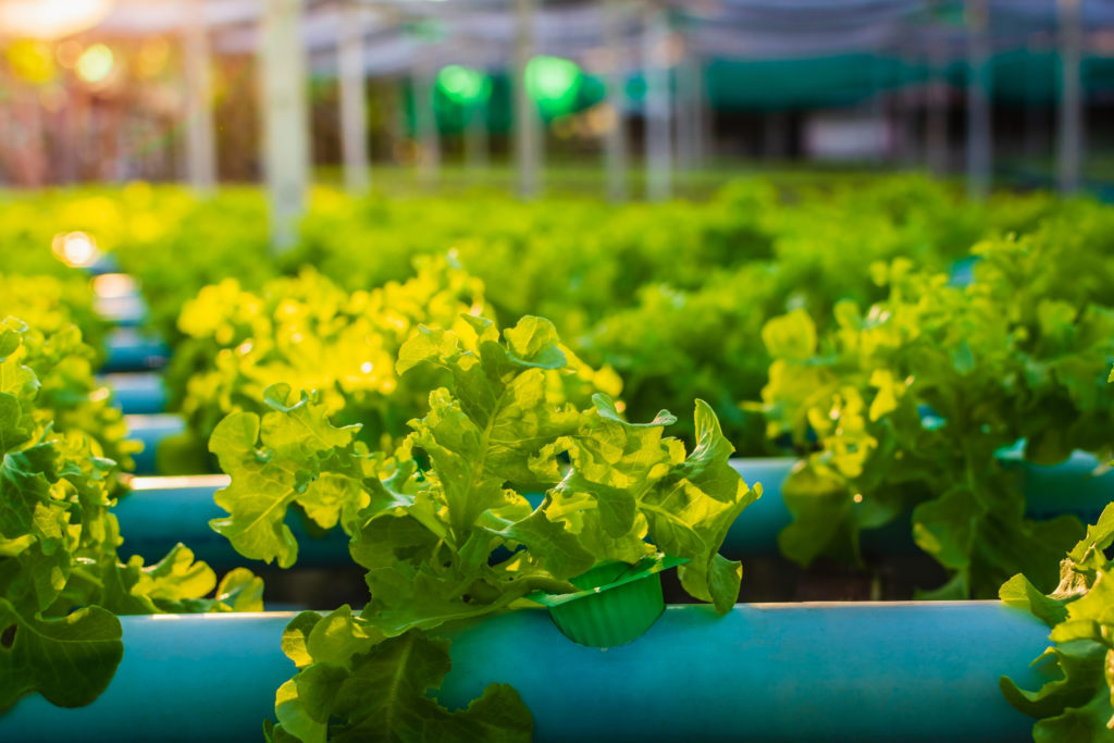 La lumière UV appliquée sur des légumes