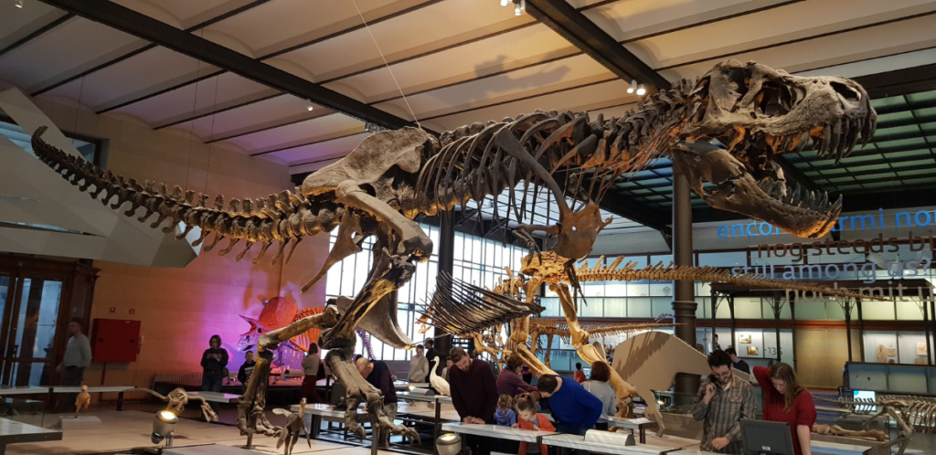 Squelette de dinosaure conservée dans un musée.